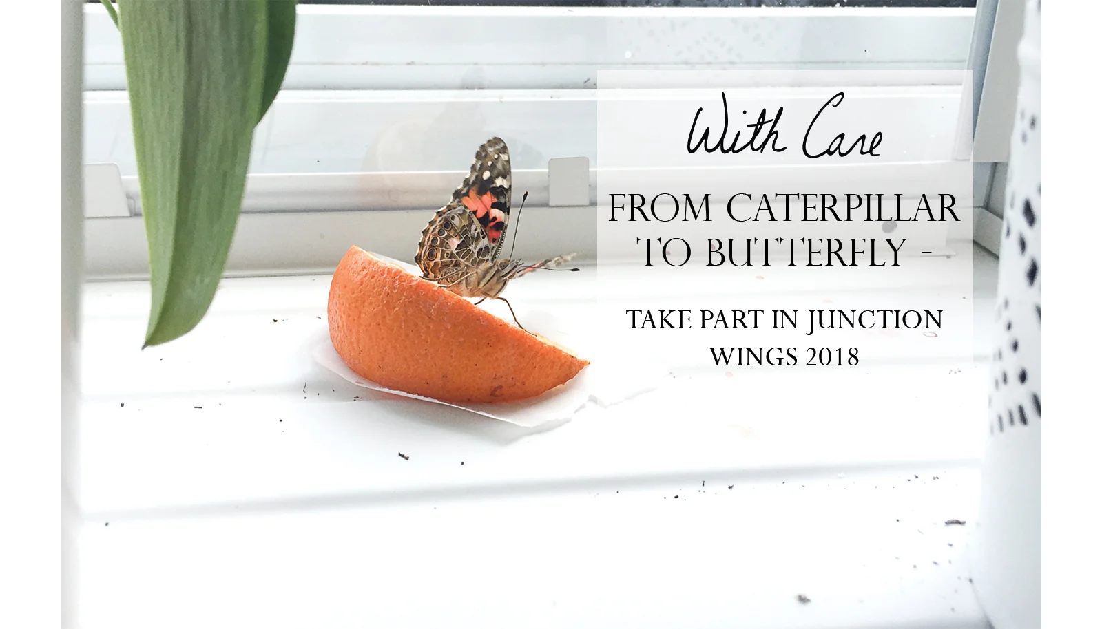 From Caterpillar to Butterfly - Take Part in Junction Wings 2018