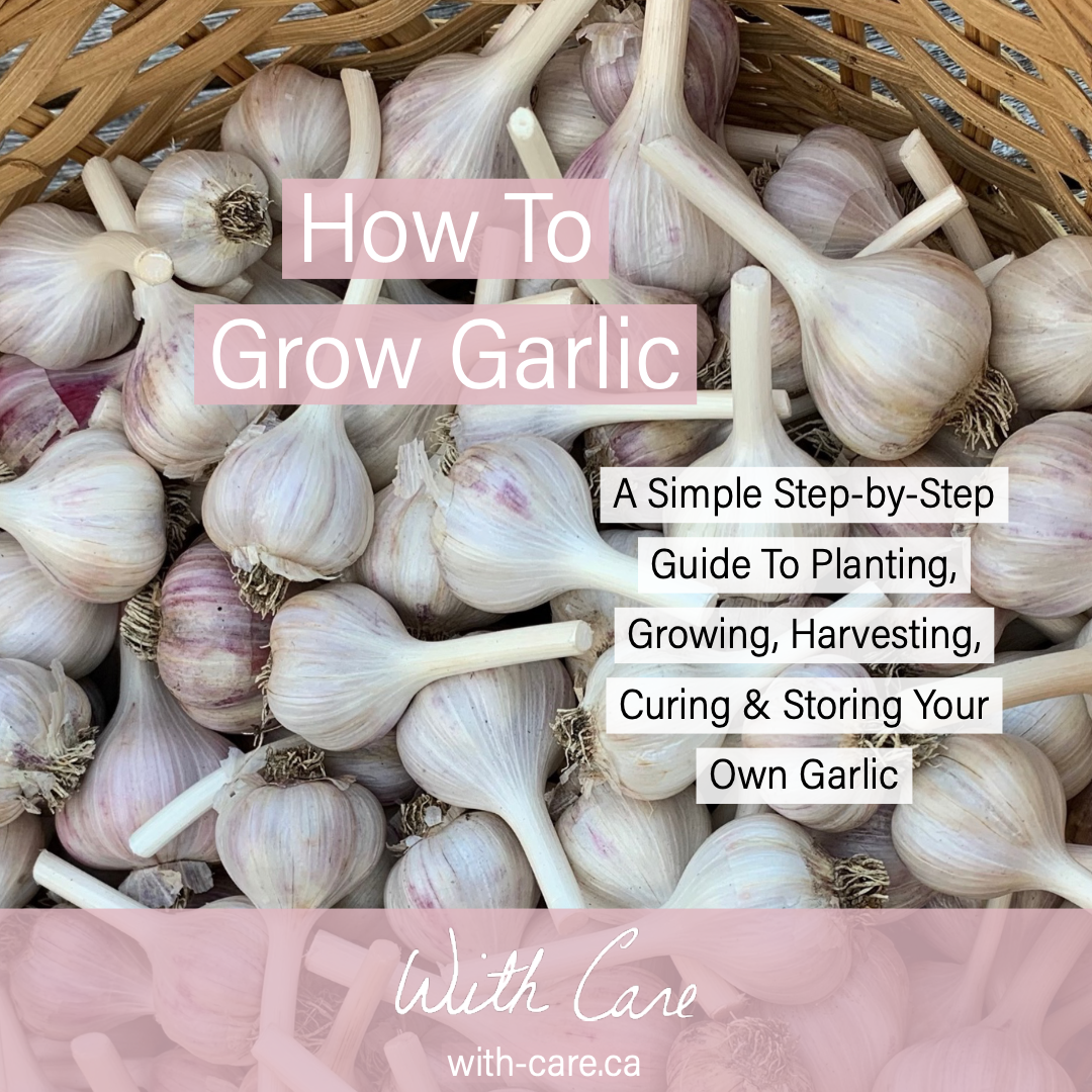 How To Grow Garlic - A Simple Step-By-Step Guide To Planting, Growing, Harvesting, Curing &amp; Storing Your Own Garlic