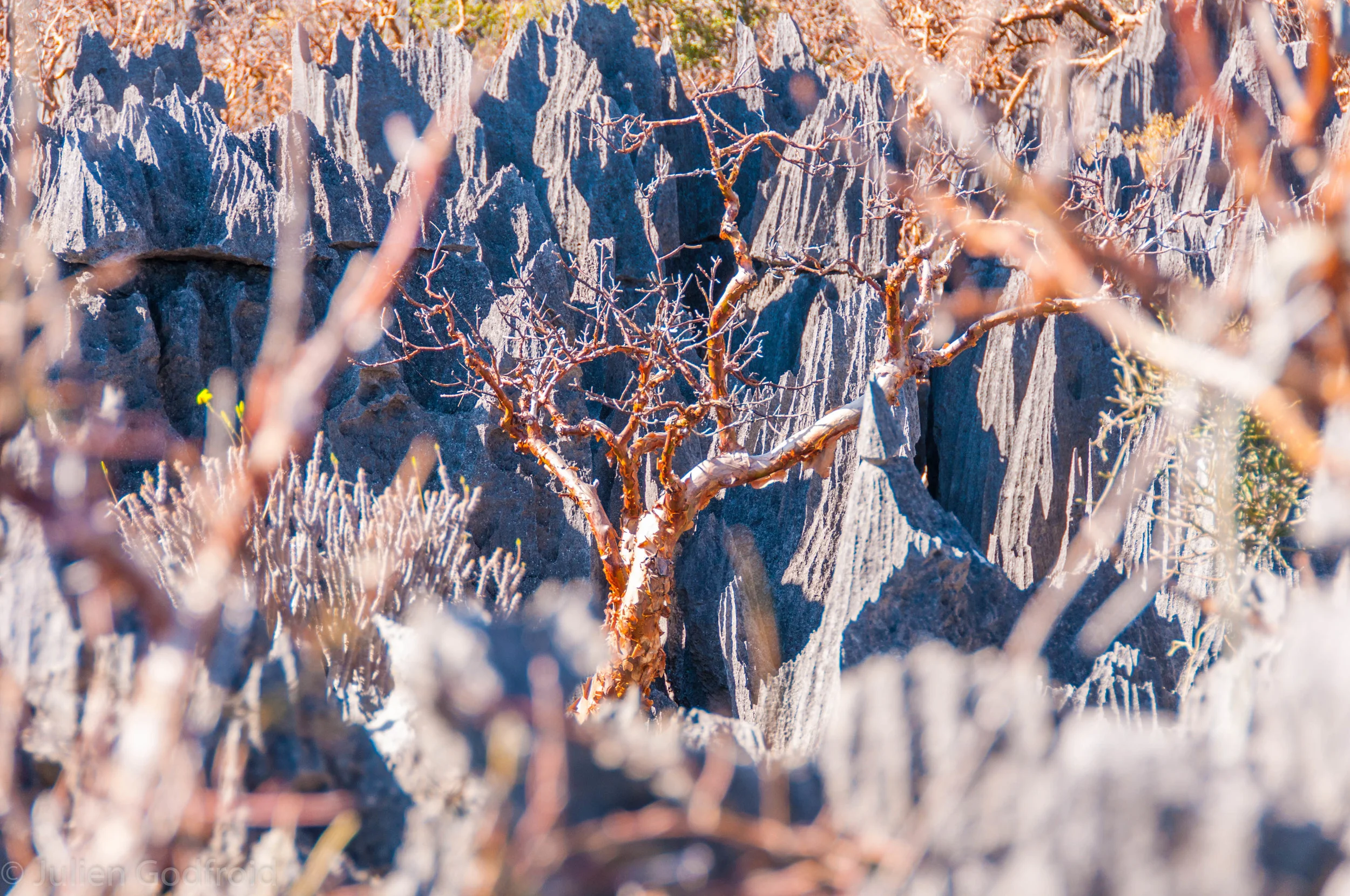 De puntillas hasta las raíces del cielo