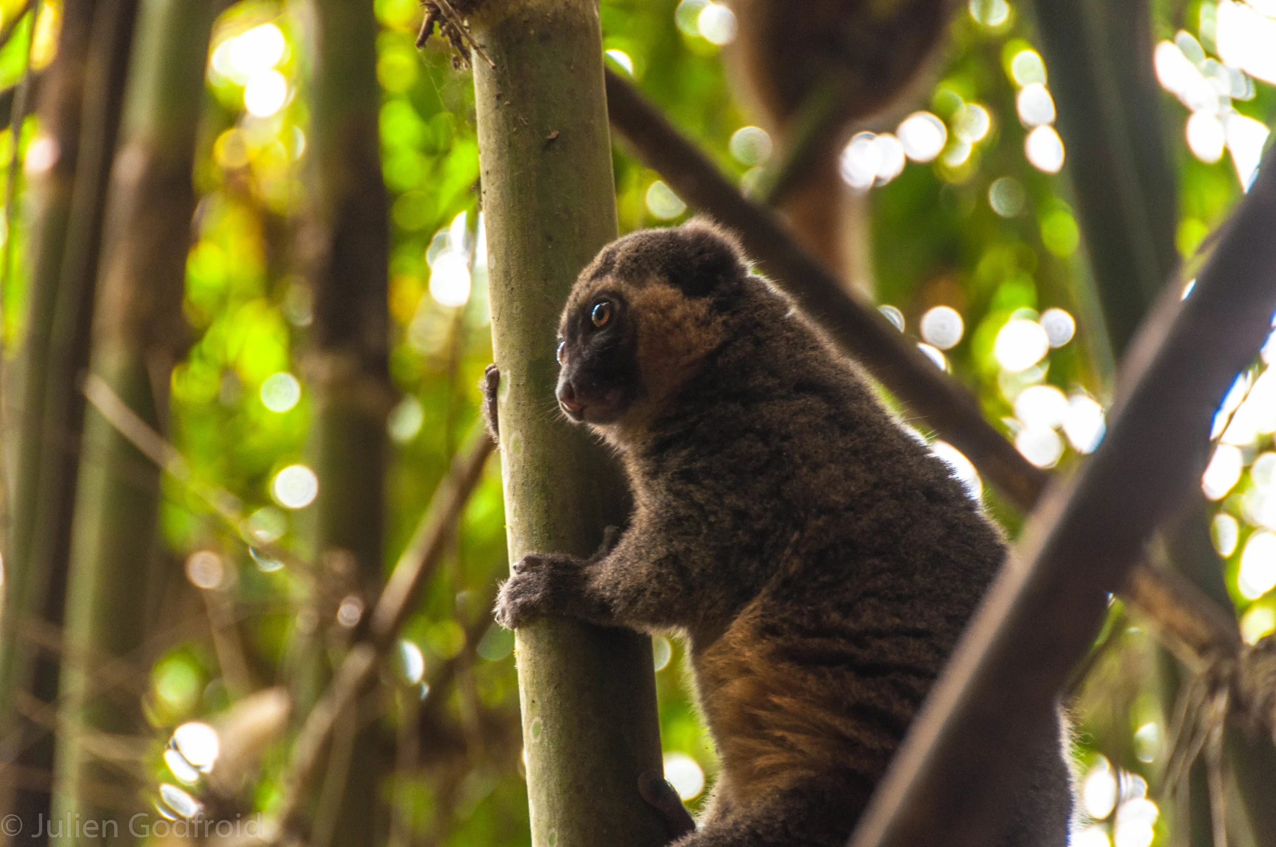 Un lémur, dos lémures, tres lémures