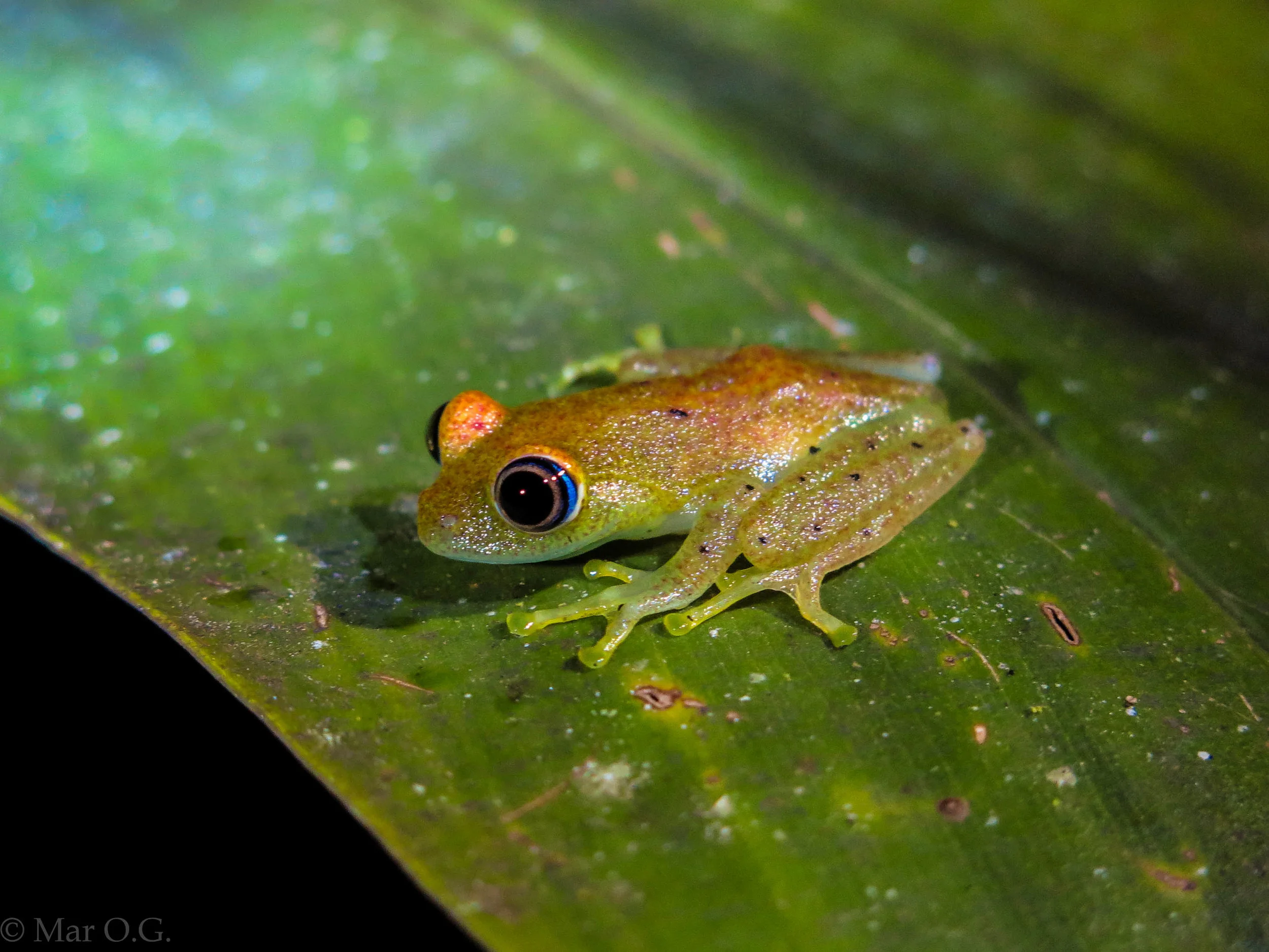 El canto del indri y los lagos del canal de Pangalanes
