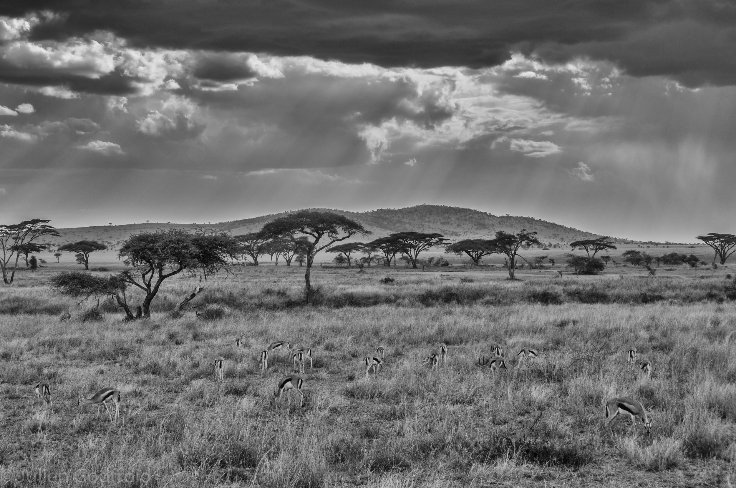 Safari - Serengeti and Ngorongoro
