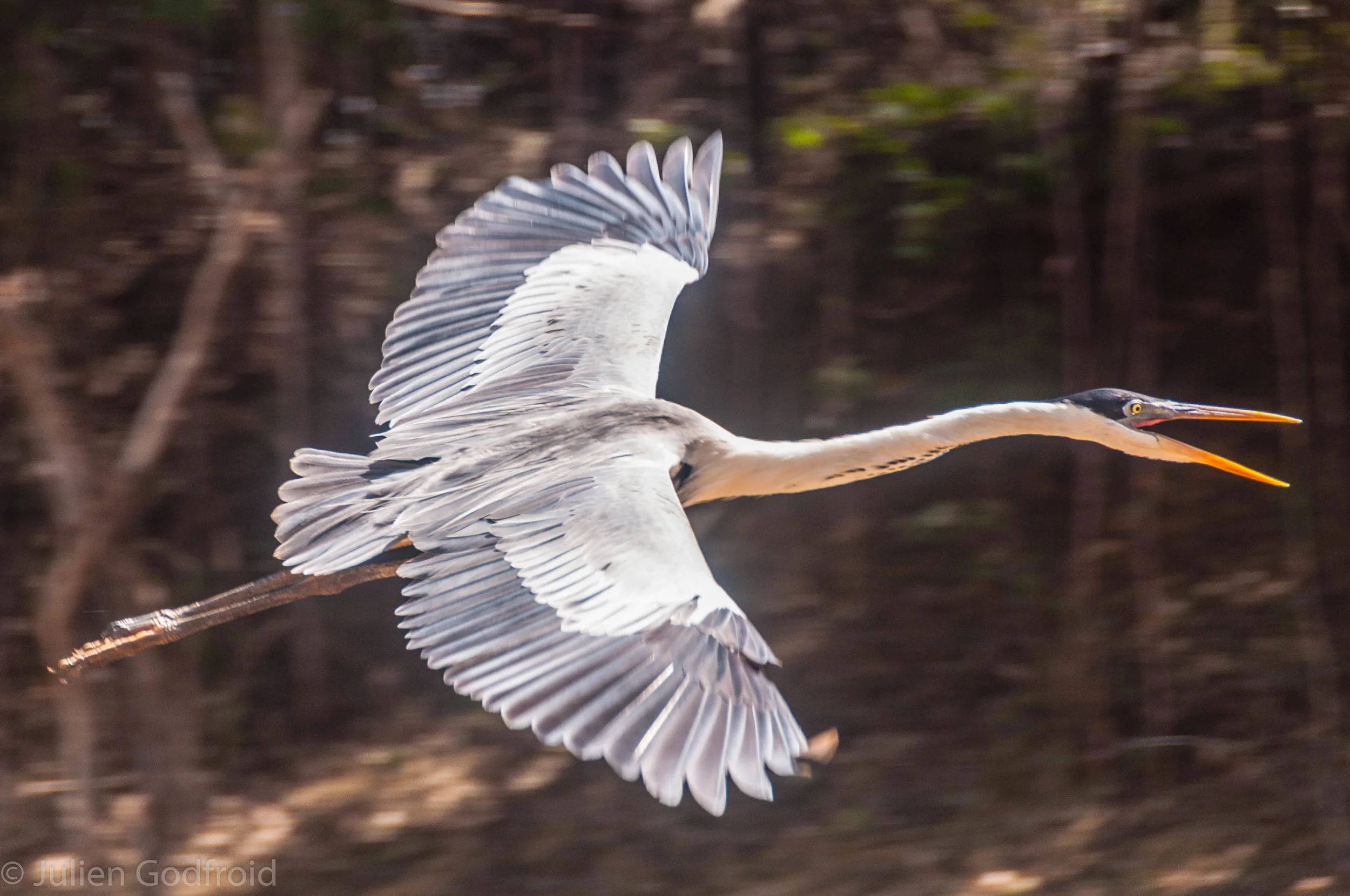 Welcome to the jungle