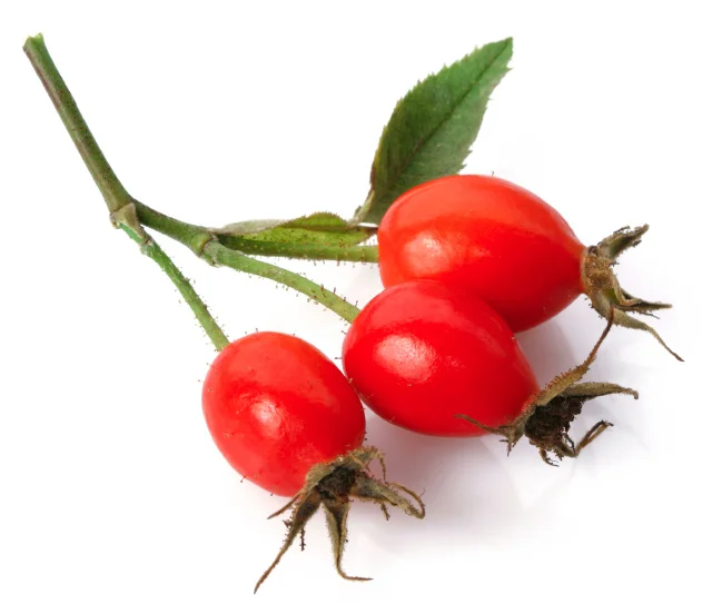 isolated-rosehip.jpg
