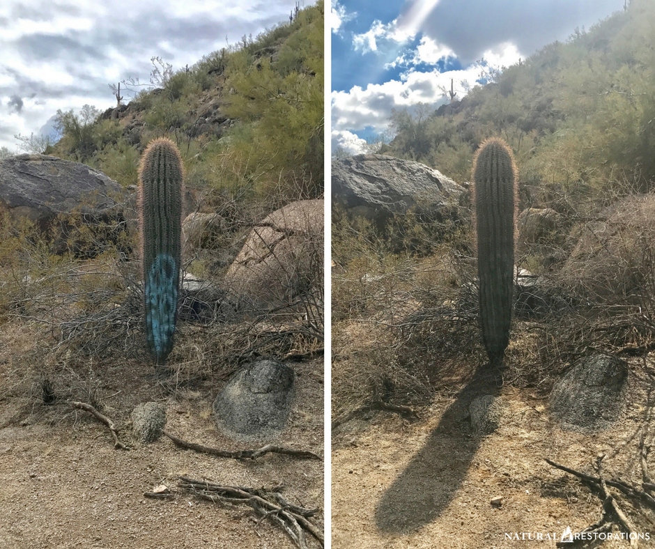 Beardsley Boulders 'Graffiti Cactus' is once again just a cactus with a little water, gentle brushing, meticulous scraping around the needles, and countless pokes to our fingers. Thank you Scott McDaniel for your help!