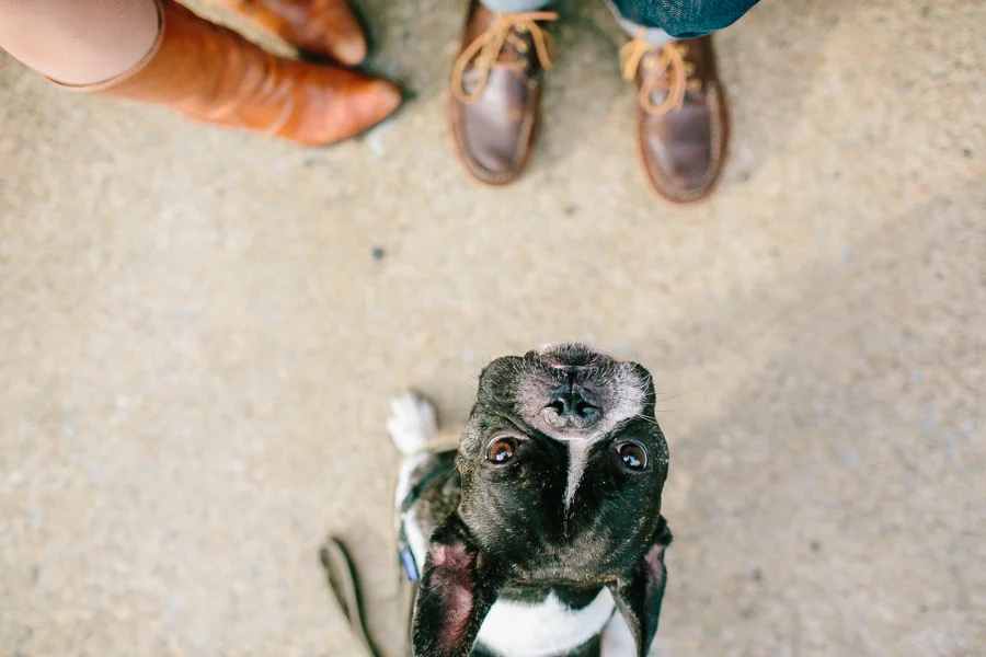 Boston Terrier Engagement session