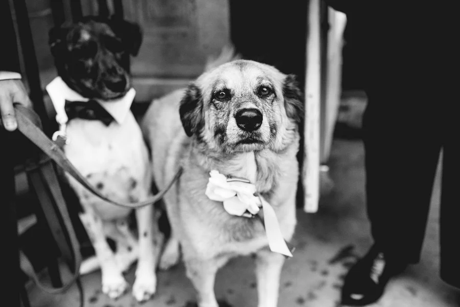 Creative Boston Wedding Photography