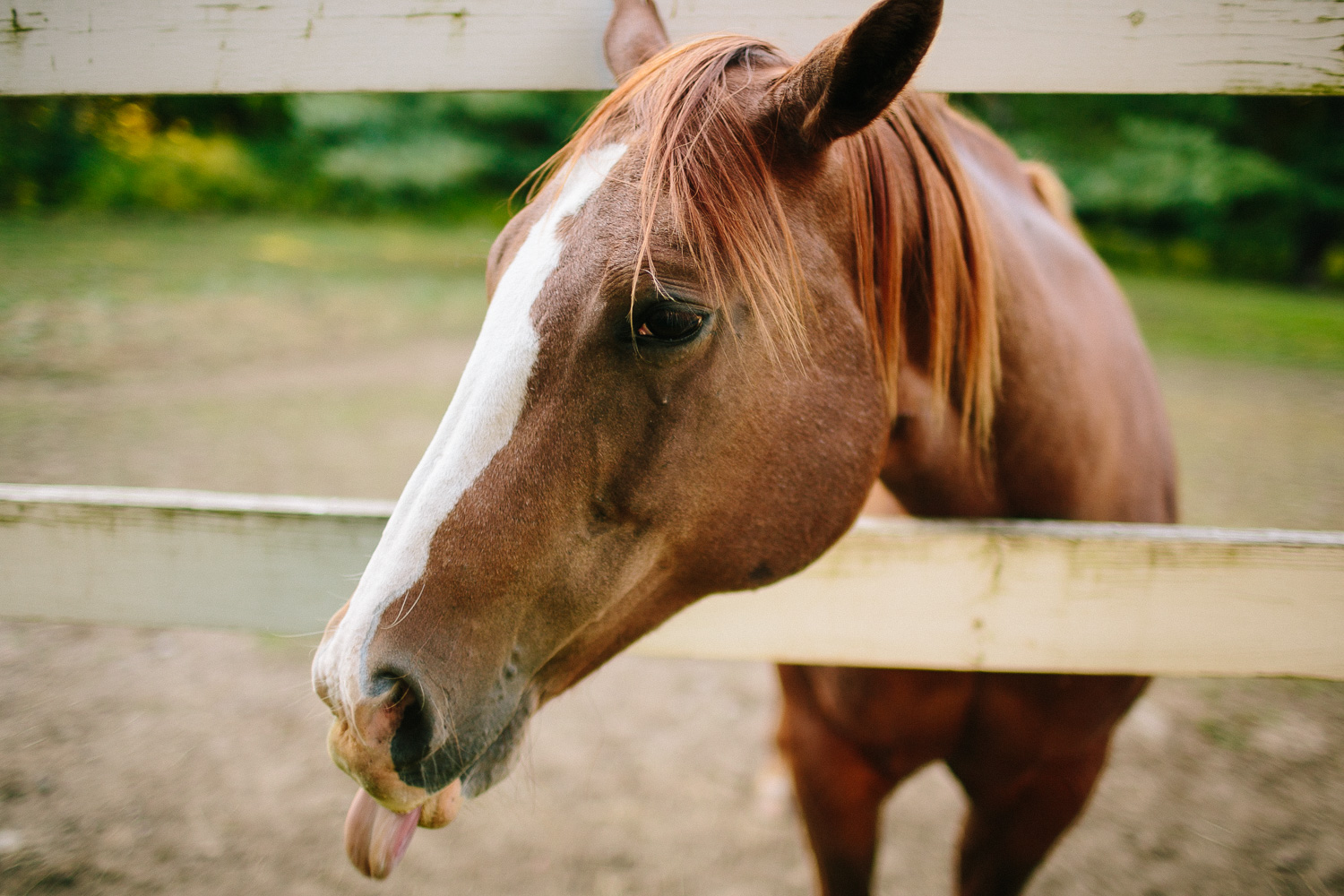 Wedding Horse