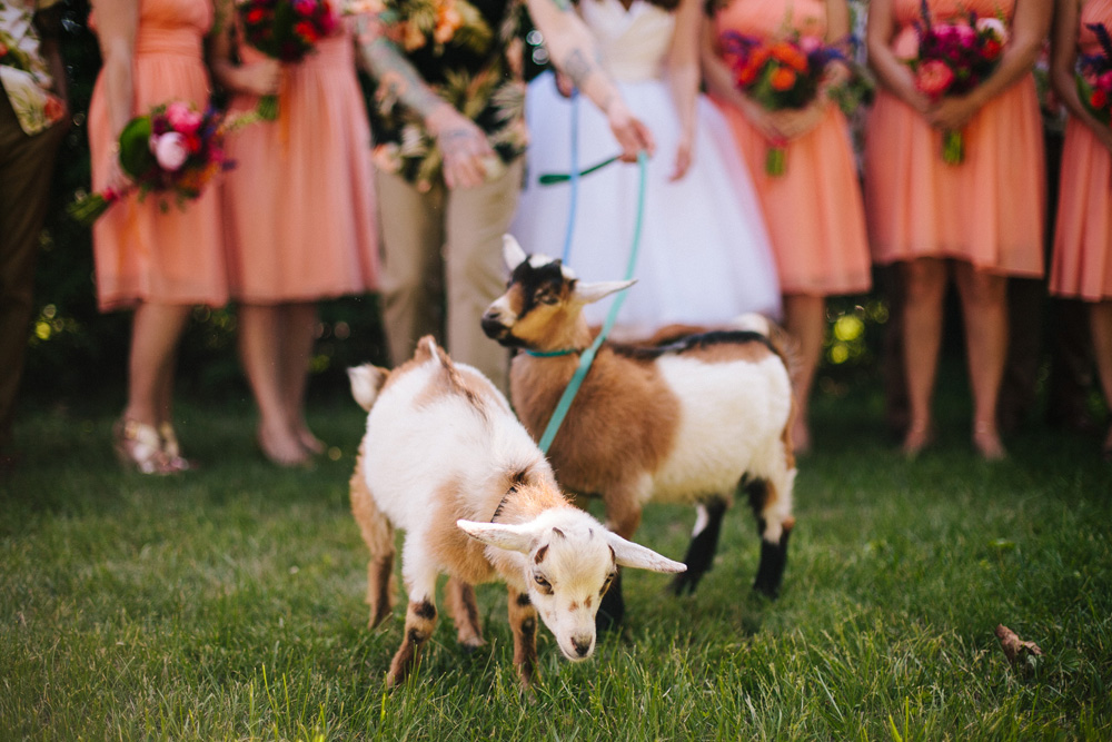 020-wedding-goats.jpg