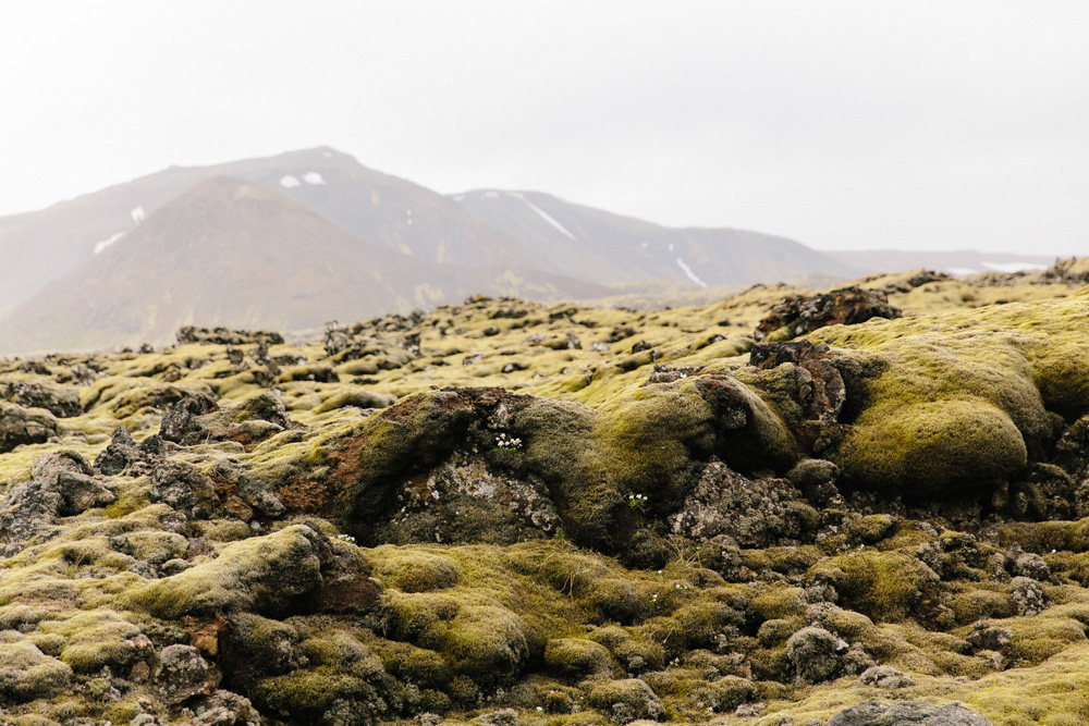 004-icelandic-moss.jpg