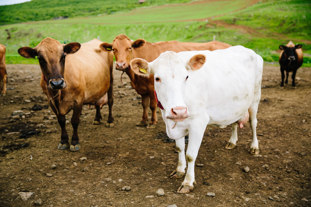 007-icelandic-cows.jpg