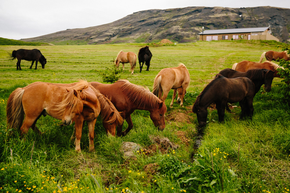 008-icelandic-ponies.jpg