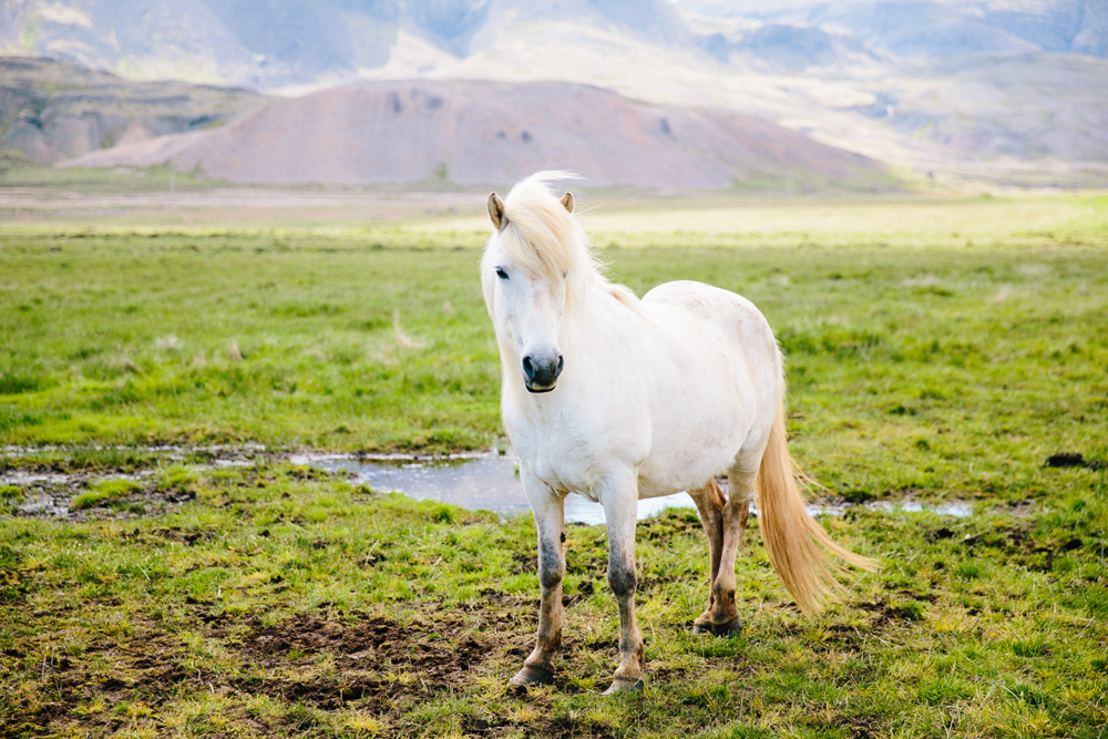 031-icelandic-ponies.jpg