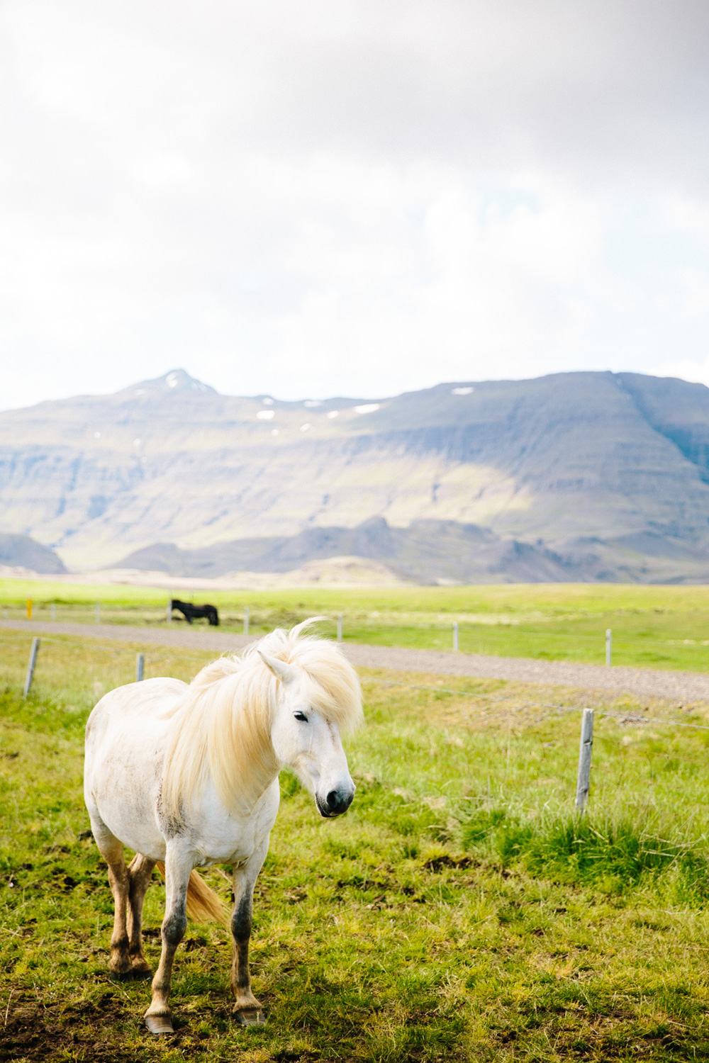 032-icelandic-ponies.jpg