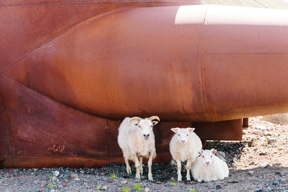 041-icelandic-goat.jpg
