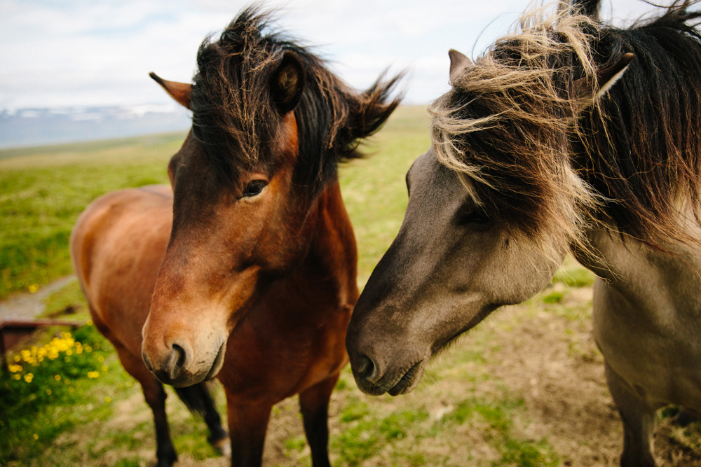 050-icelandic-ponies.jpg