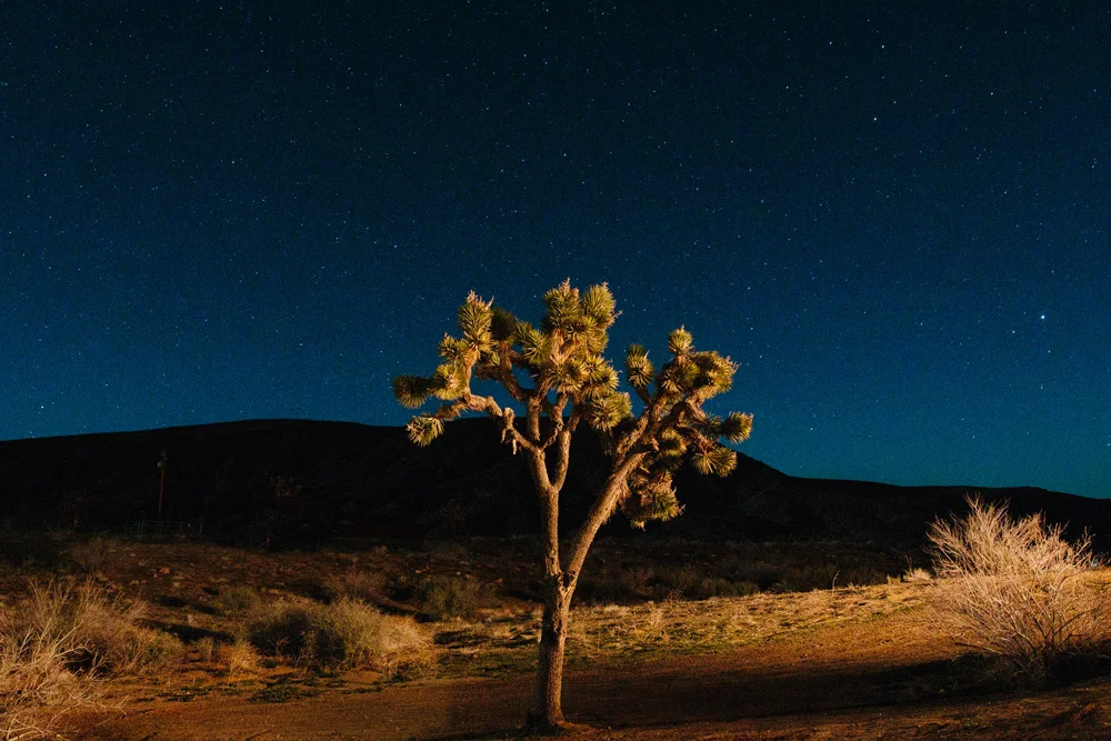 012-joshua-tree-night-shot.jpg
