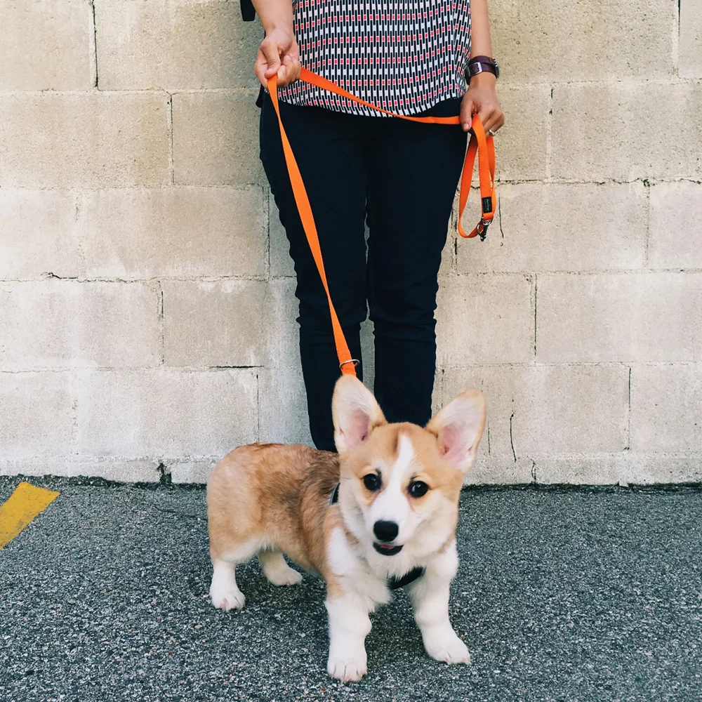 019-corgi-puppy.jpg