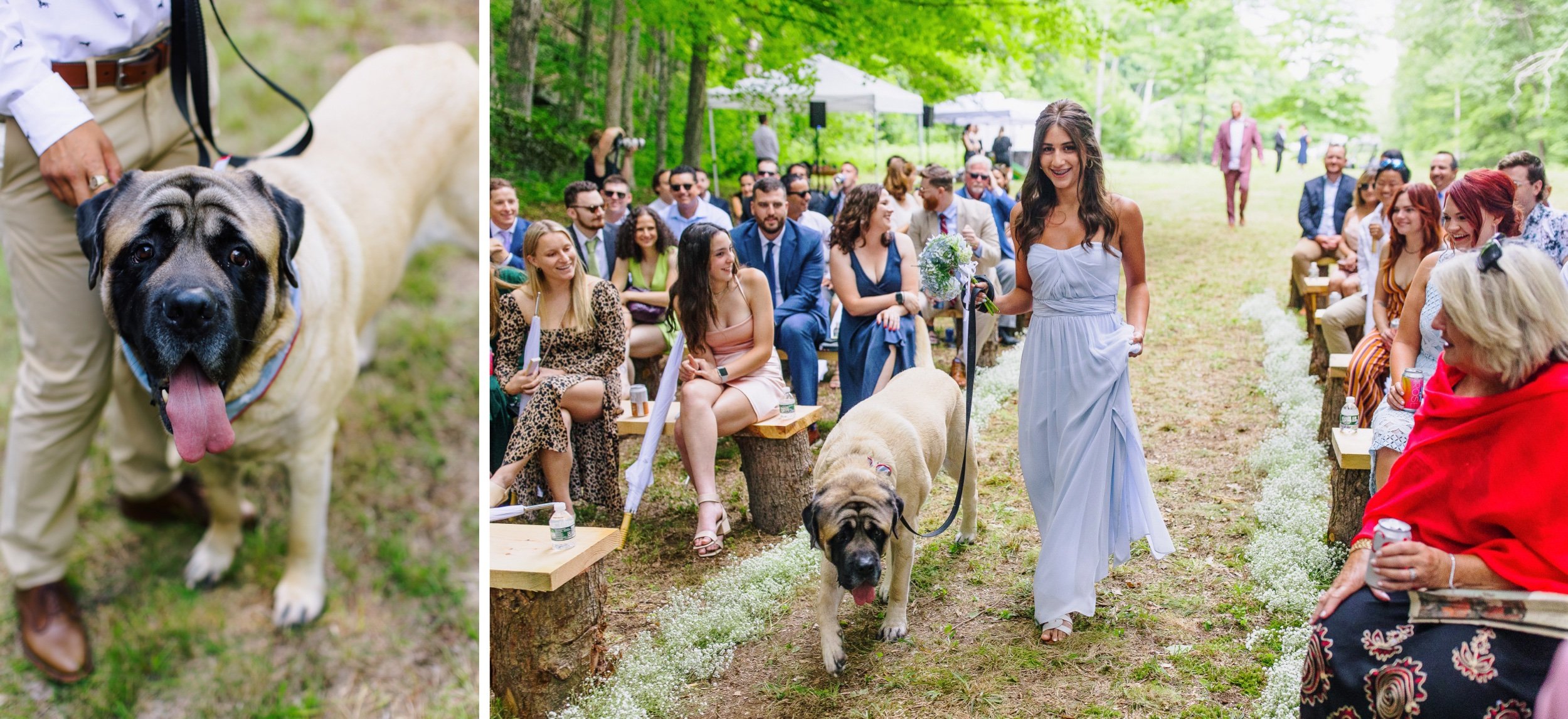 17_Orlando Dog Wedding.jpg