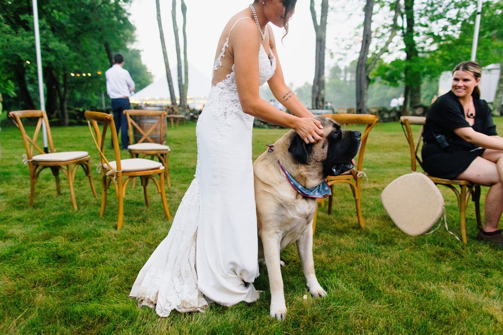 44_Big wedding dog.jpg