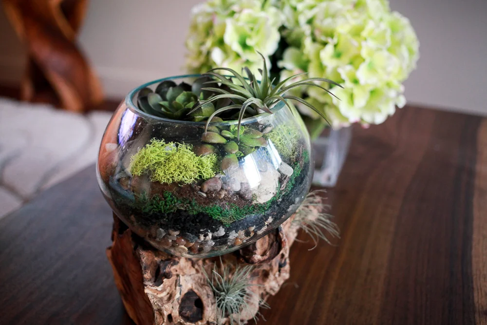 MidcenturyModernTerrarium01.jpg