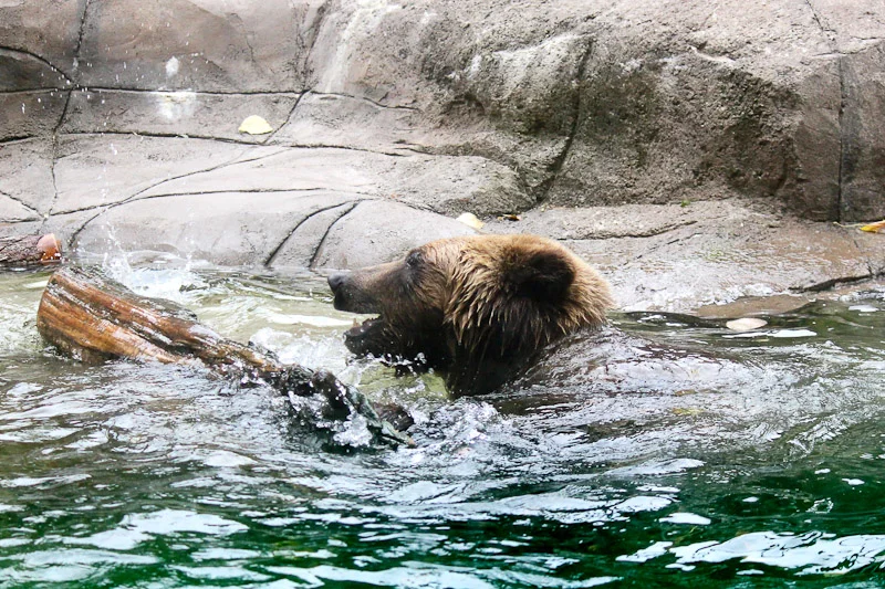 animals_grizzly4.jpg