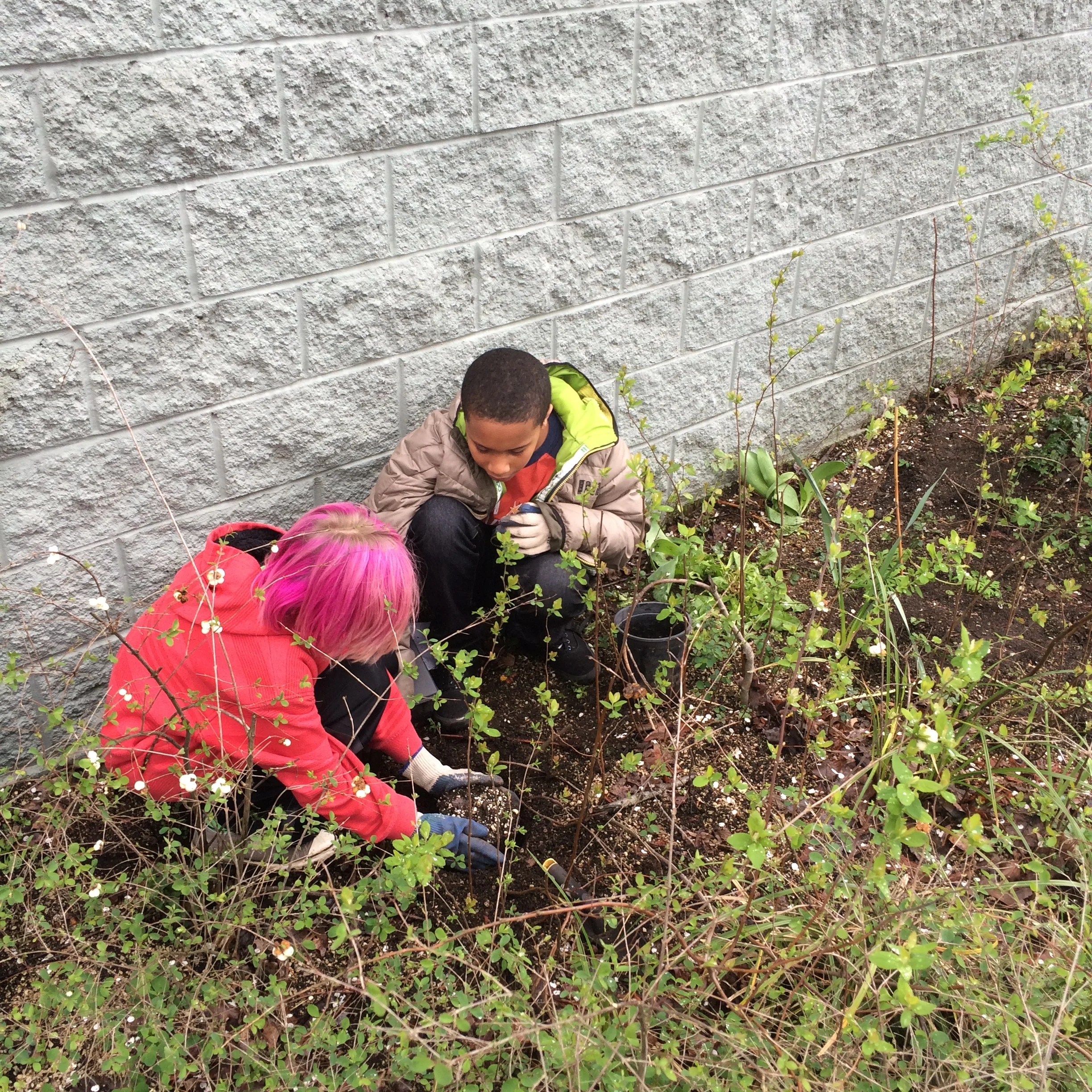 Trillium students planting along N Interstate Avenue
