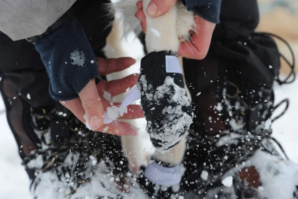 These Boots Are Made For Mushing