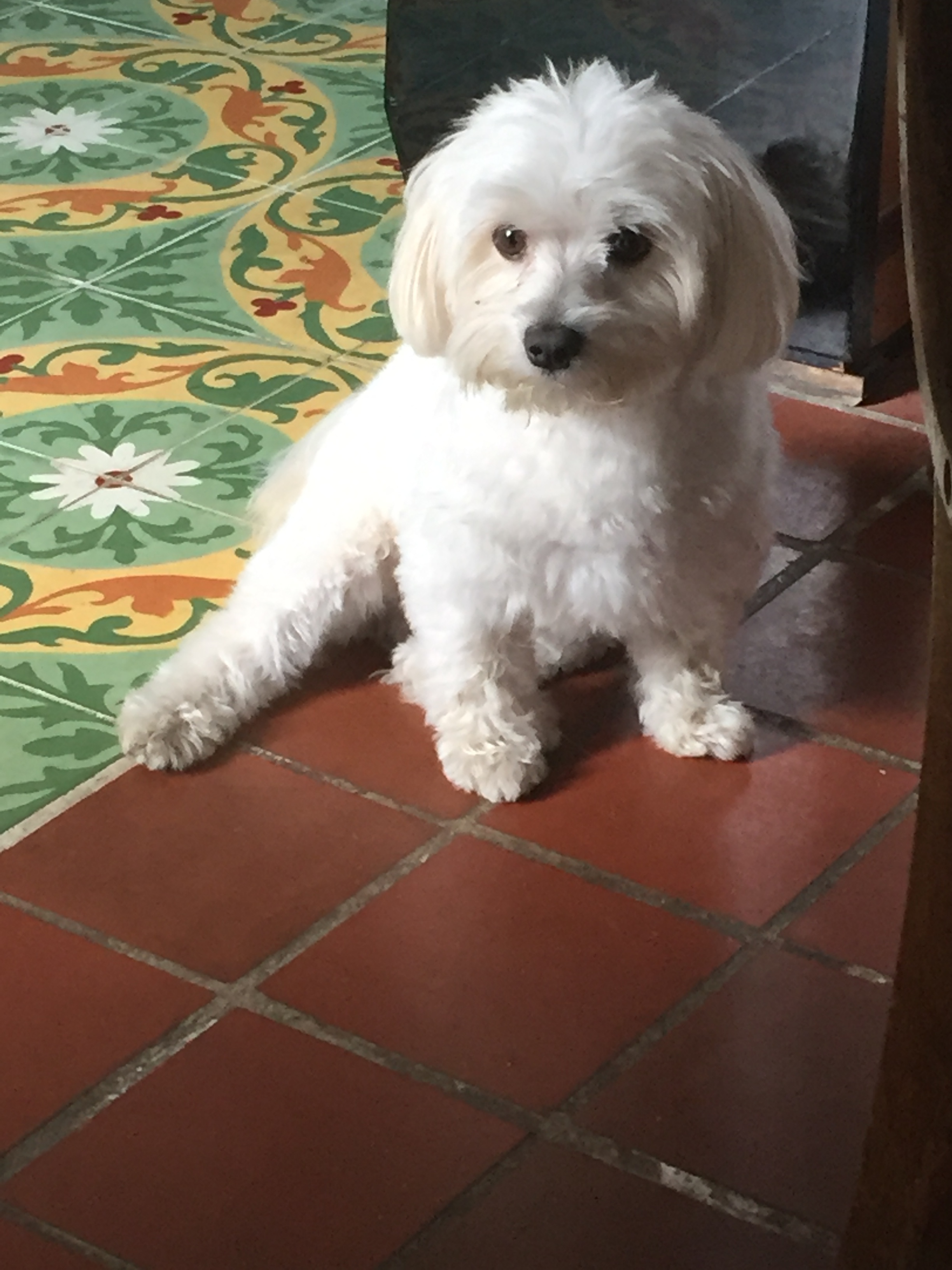 dog - Maltese 'Polo'