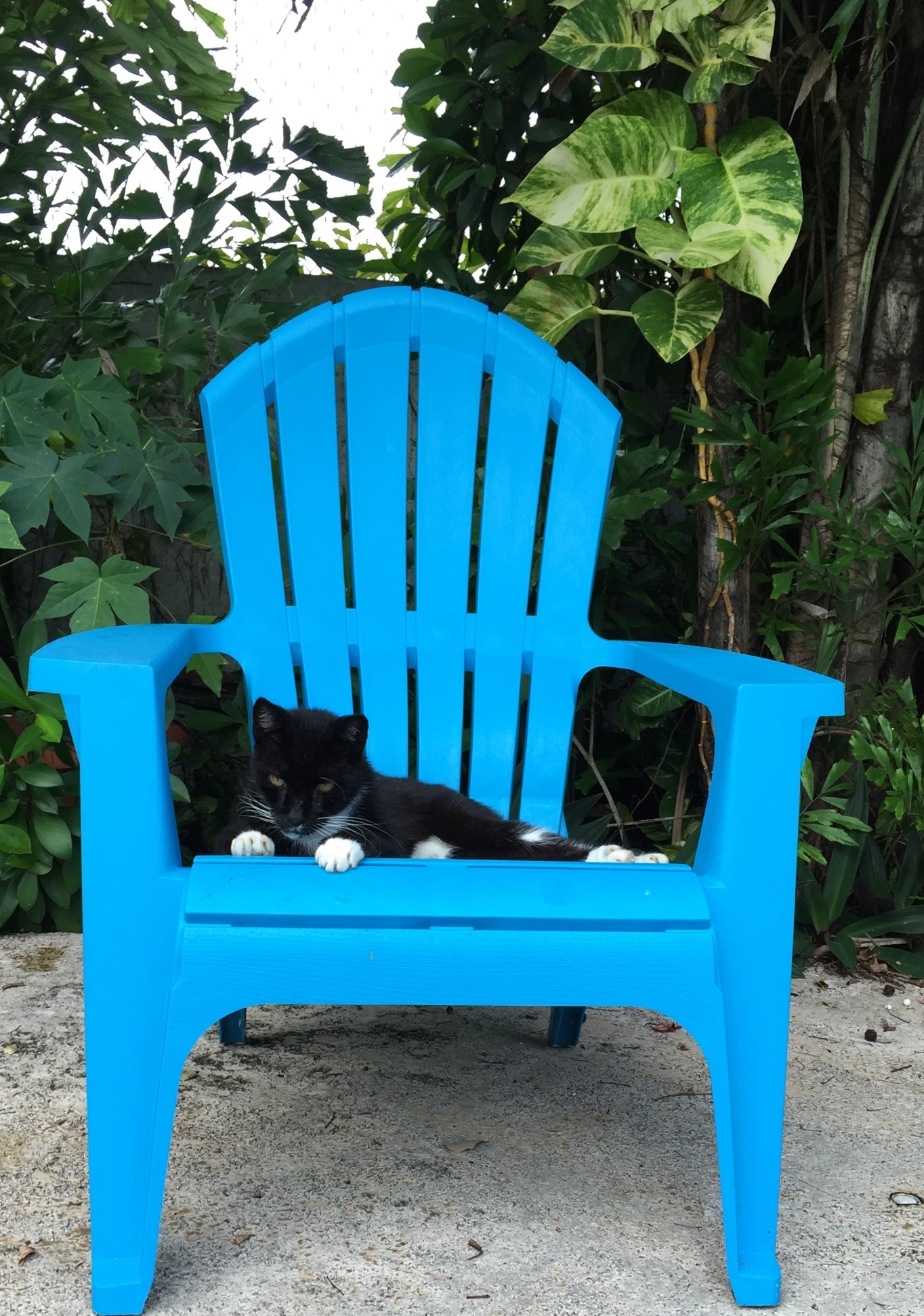 cat / black and white (2)