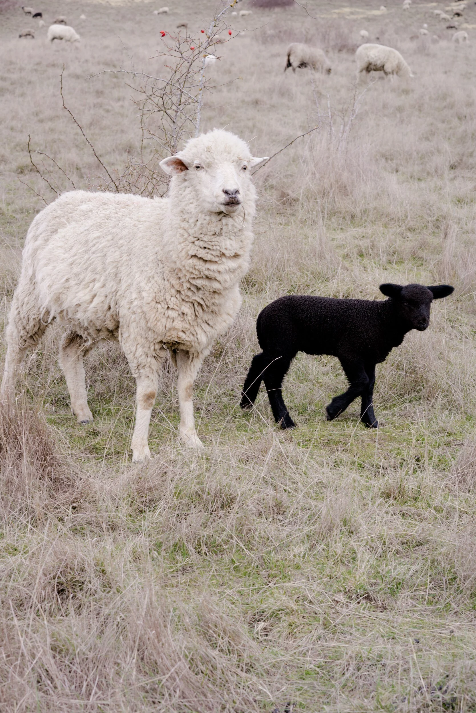 A white sheep and a black lamb stand in a grassy field, with more sheep grazing behind them.