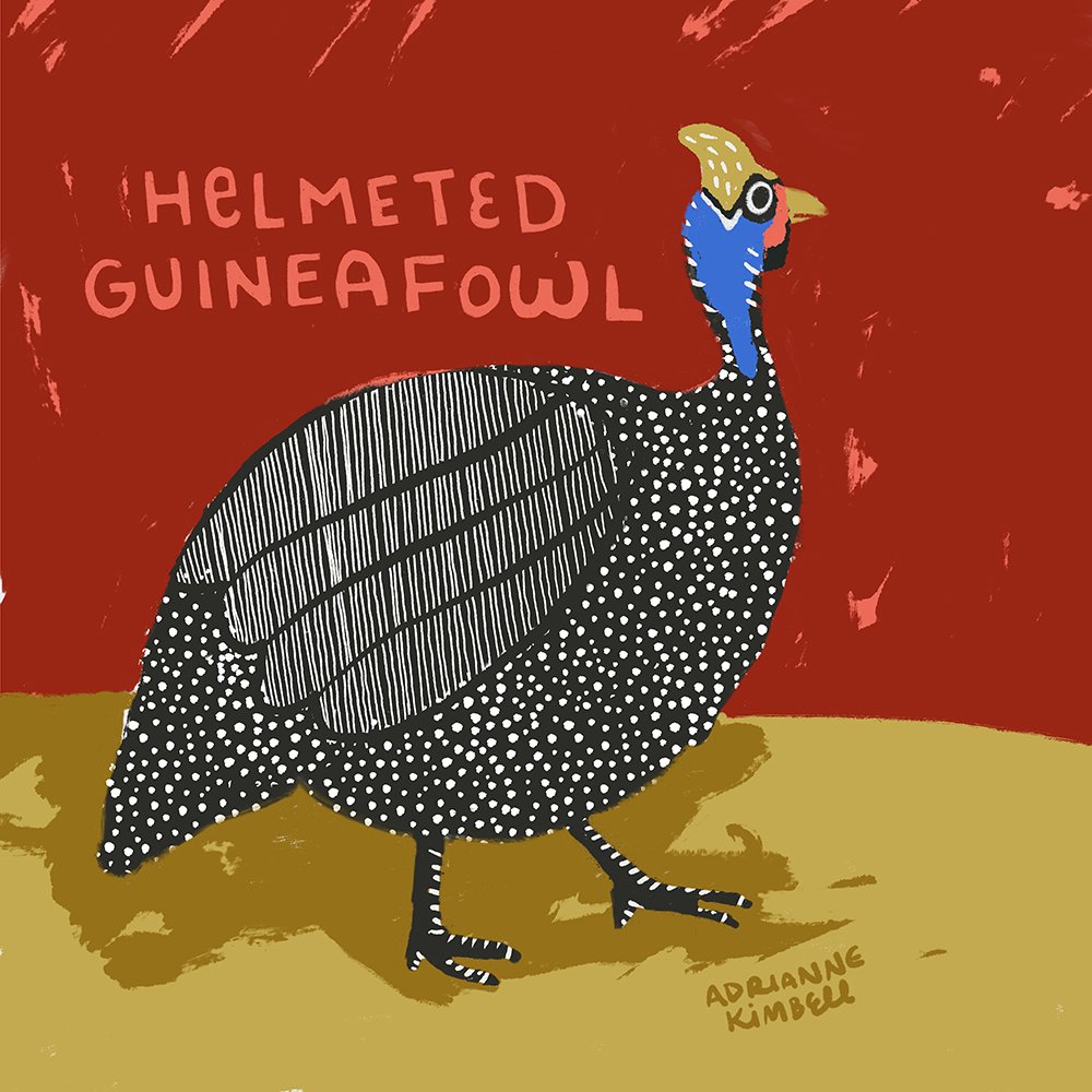 Inspired by my mother-in-law's trip to Africa. Helmented guinea fowl illustustrated in a rough, folk-art style. Crimson, mustard, black, white, and bright blue..