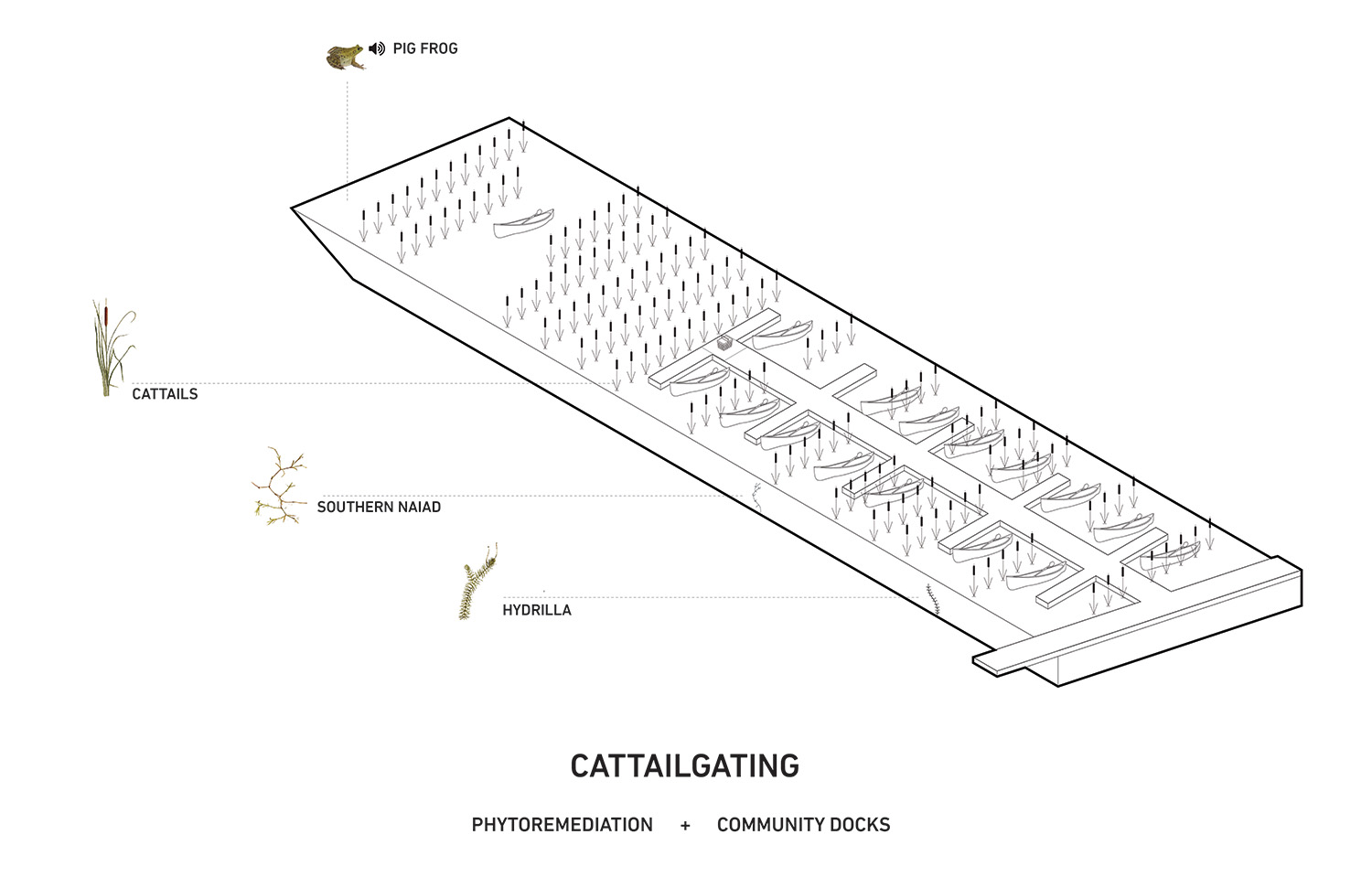 detail_cattailgating_web.jpg