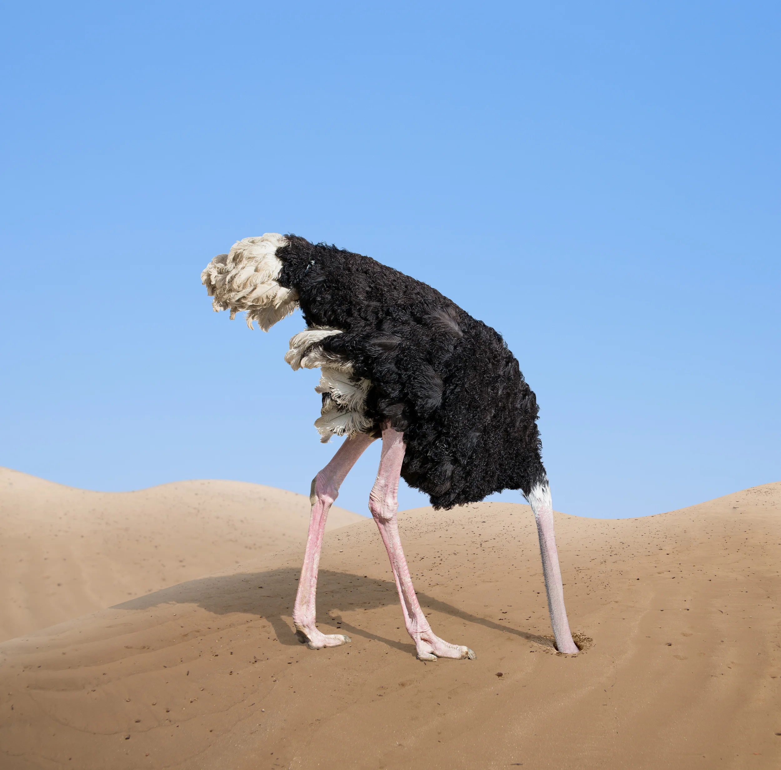 Head in the Sand.jpg