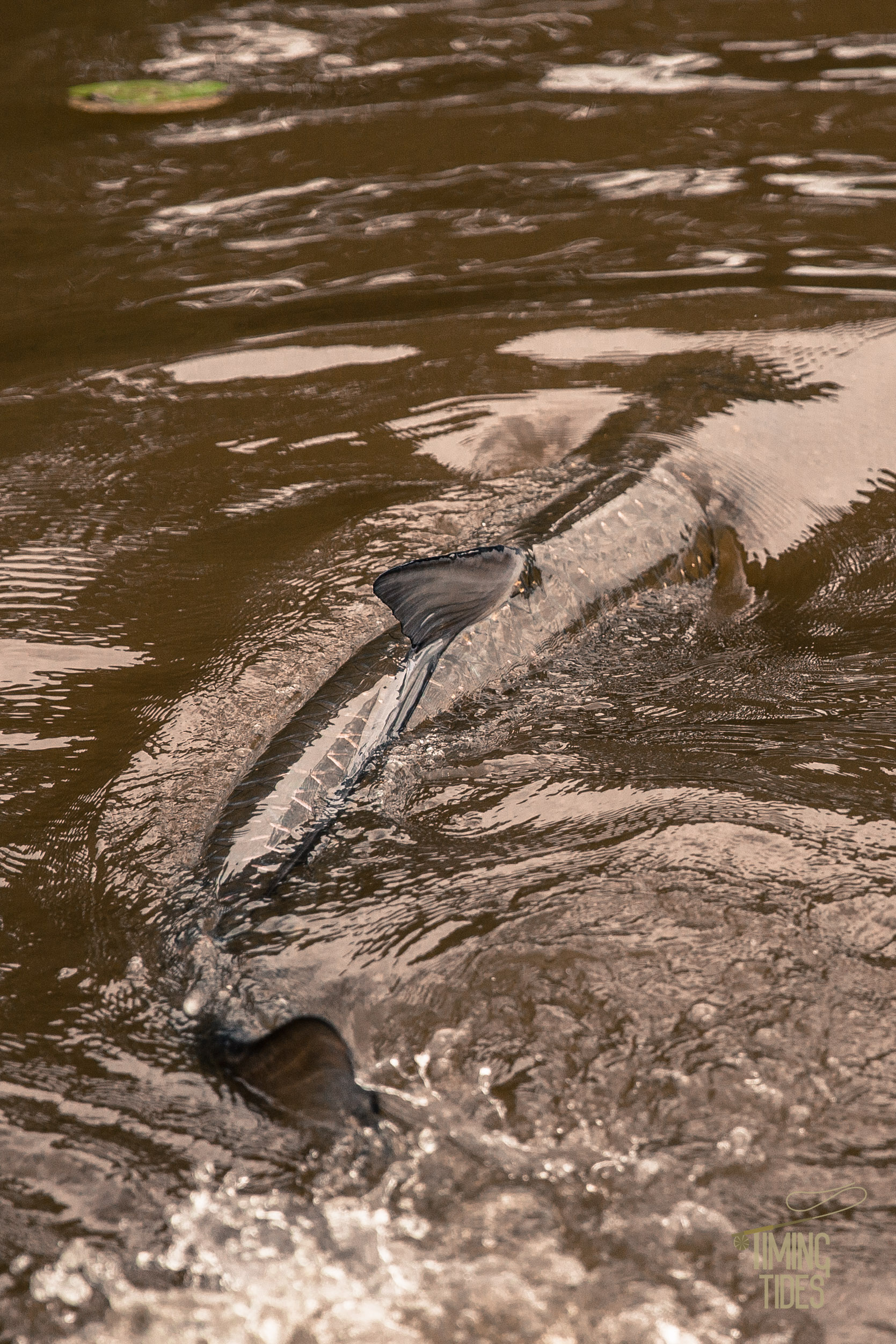 Caño Negro-6.jpg