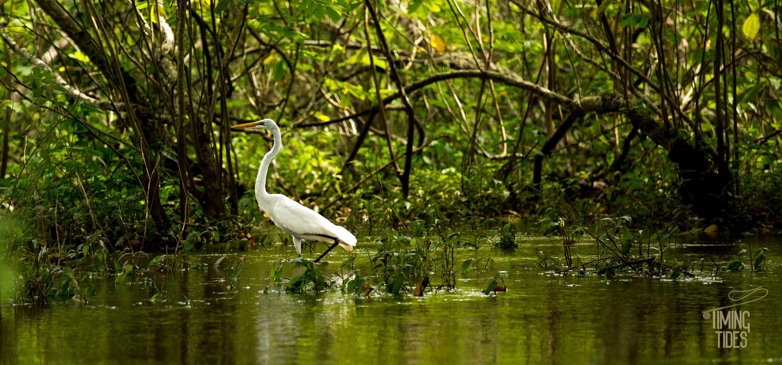 Caño Negro-19.jpg