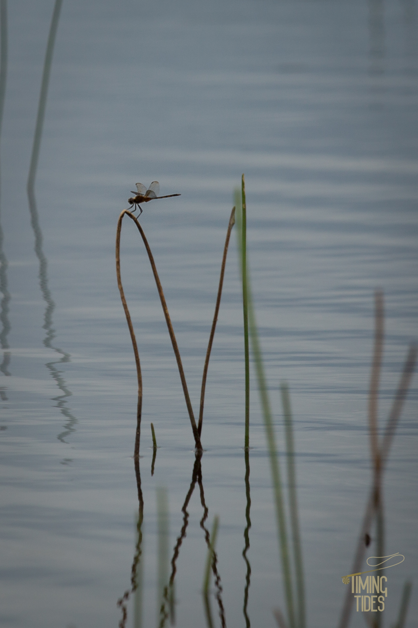 Caño Negro-23.jpg