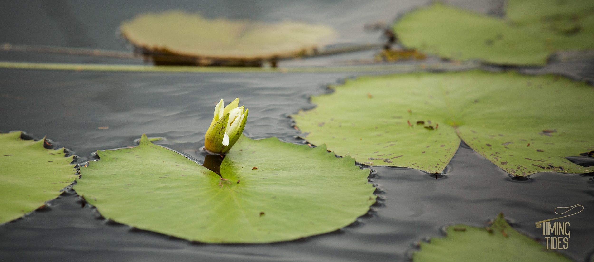 Caño Negro-25.jpg