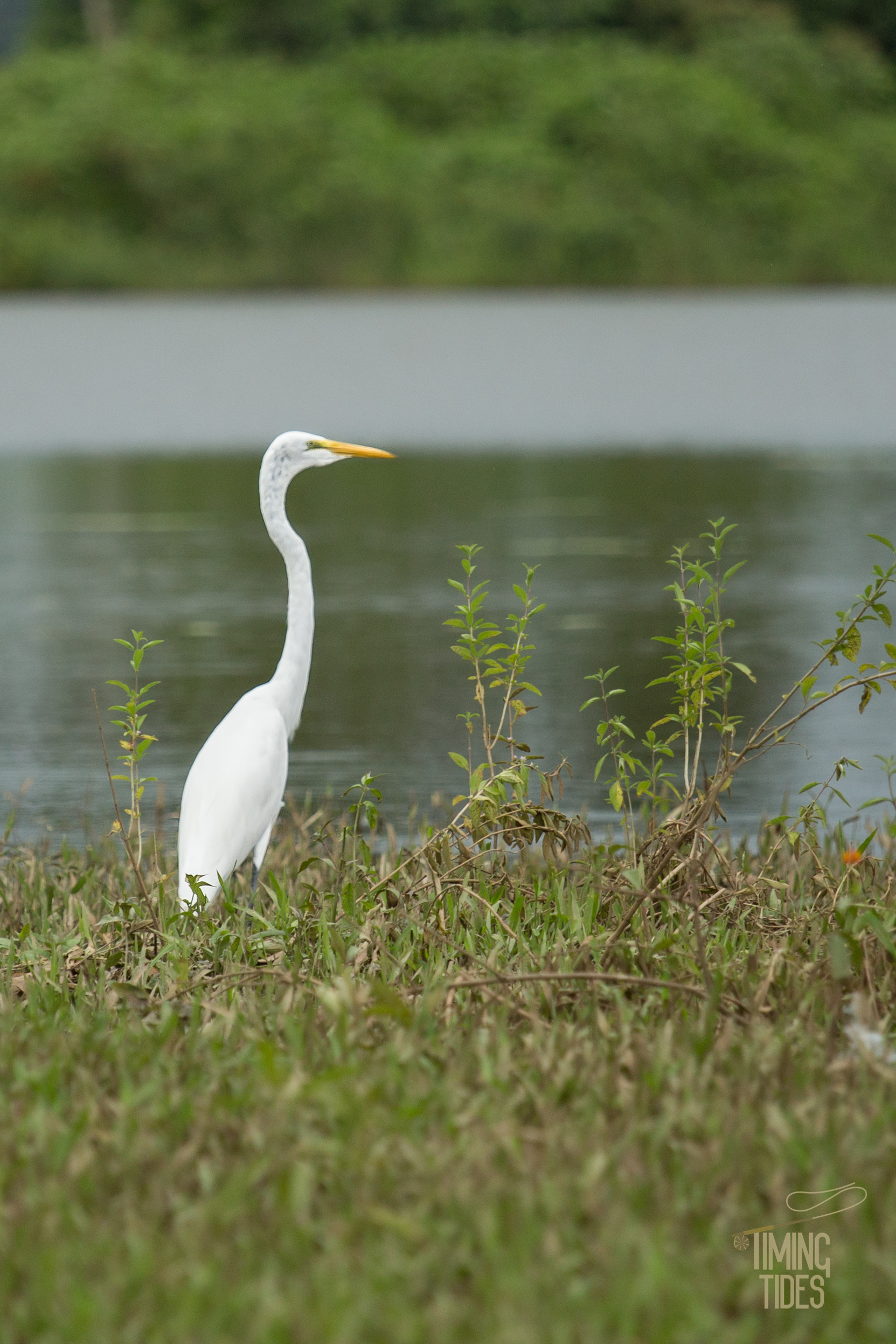 Caño Negro-27.jpg