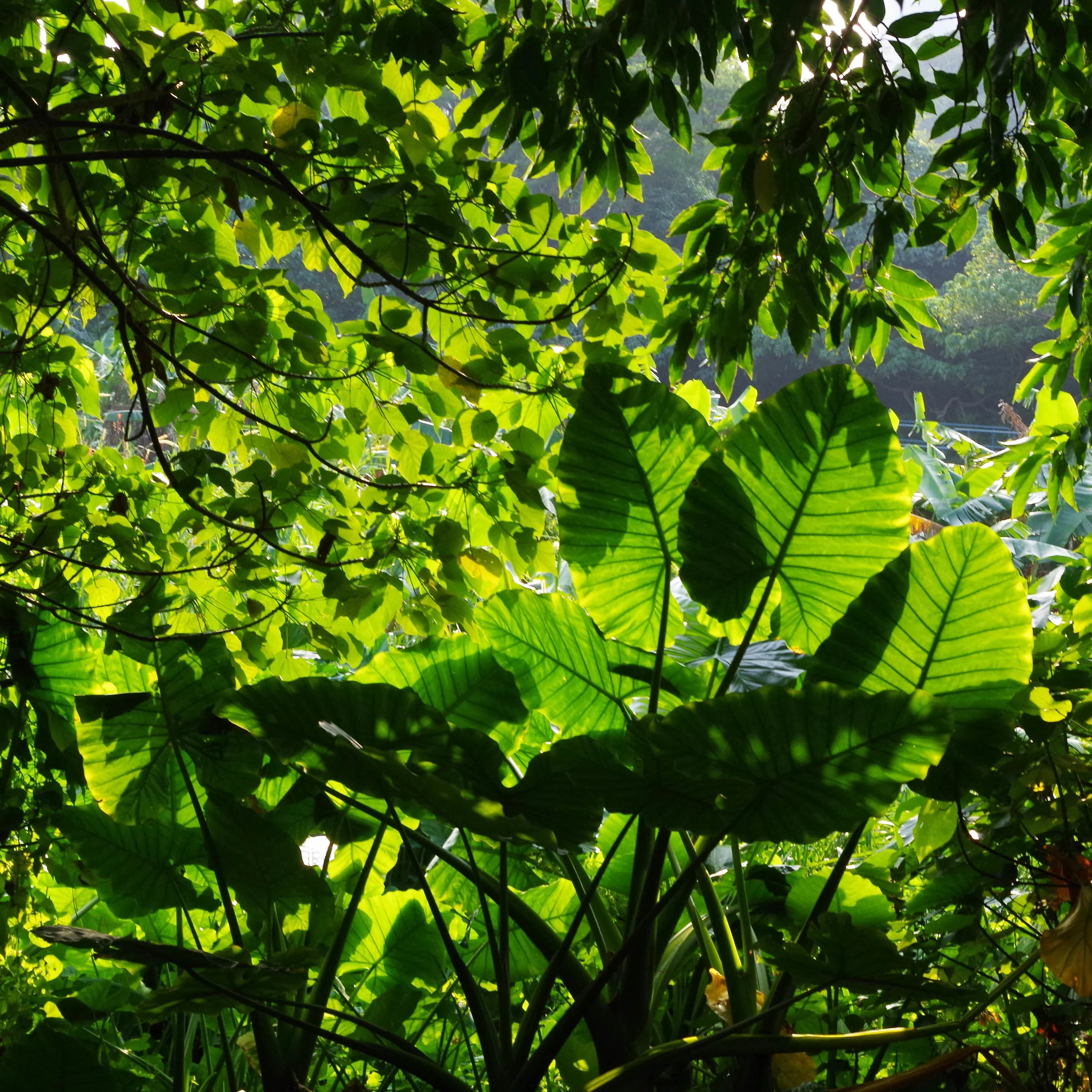 Lush vegetation everywhere = a few bugs, bring bug spray!