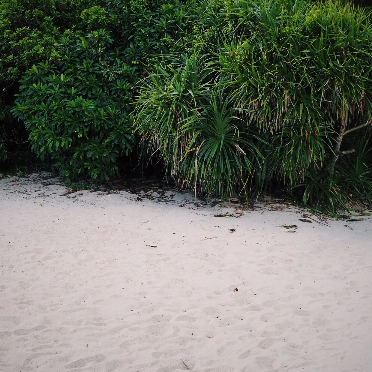 beach and bush
