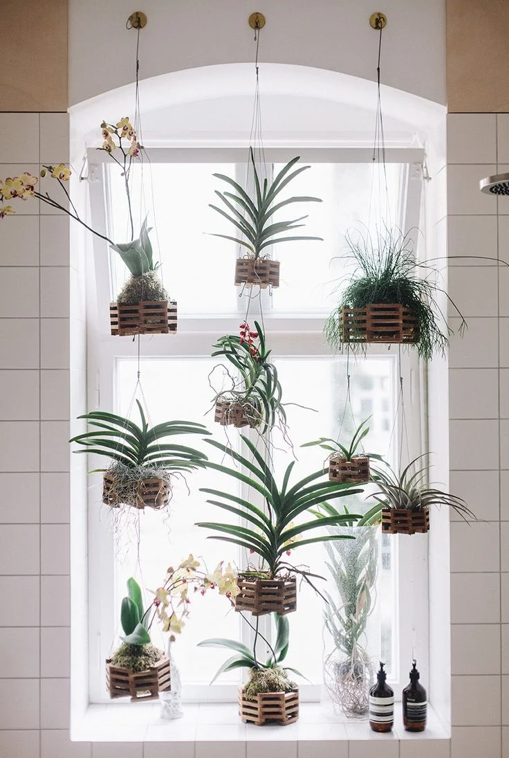 hanging orchids blog interior.jpg