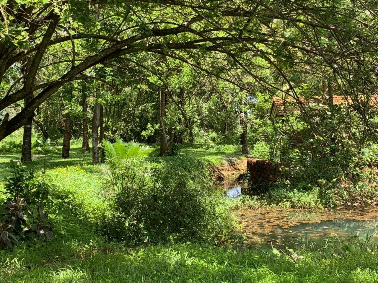 Sustainable Design - 'Growing Forests' with Shubhendu Sharma