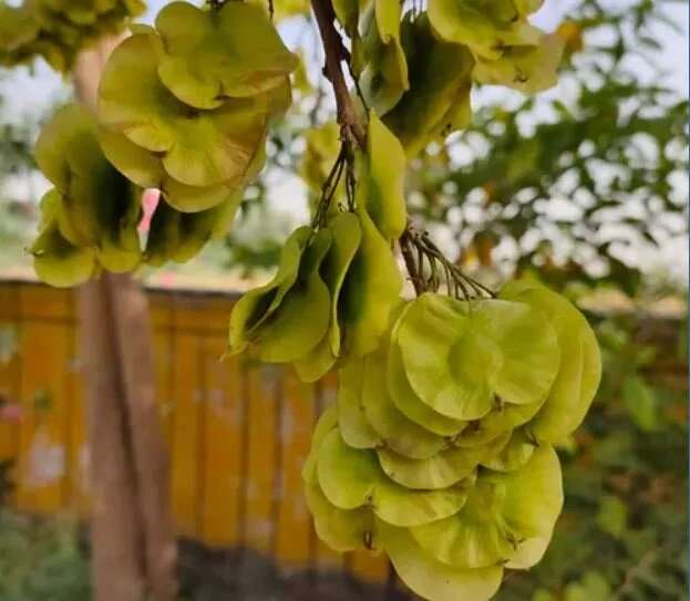 Native Trees of Goa — Grounded I Earthy Luxury Houses for sale in Goa