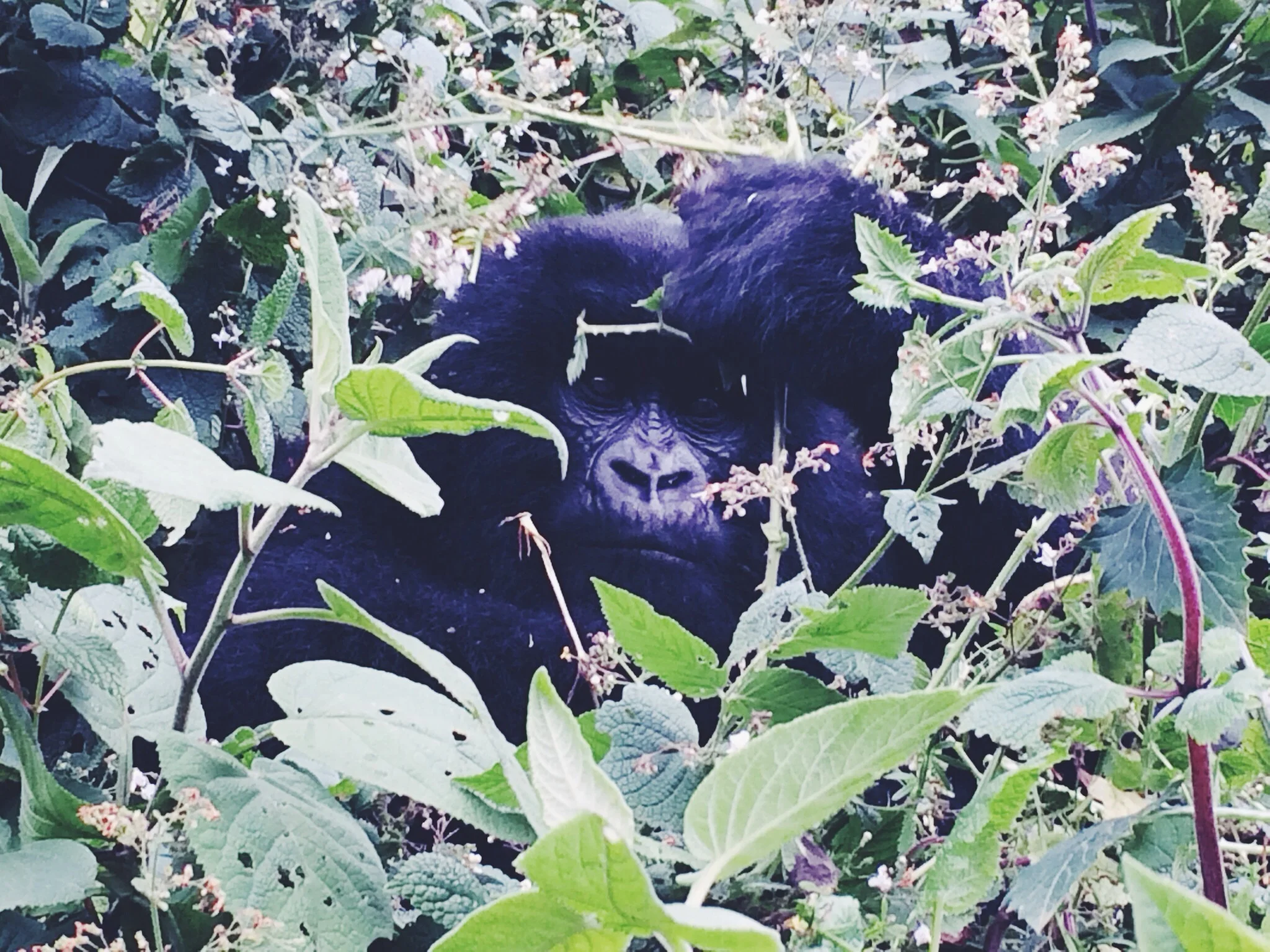 Being literally 5 metres away from this beautiful mountain gorilla, something you can't describe in words... Amazing. 