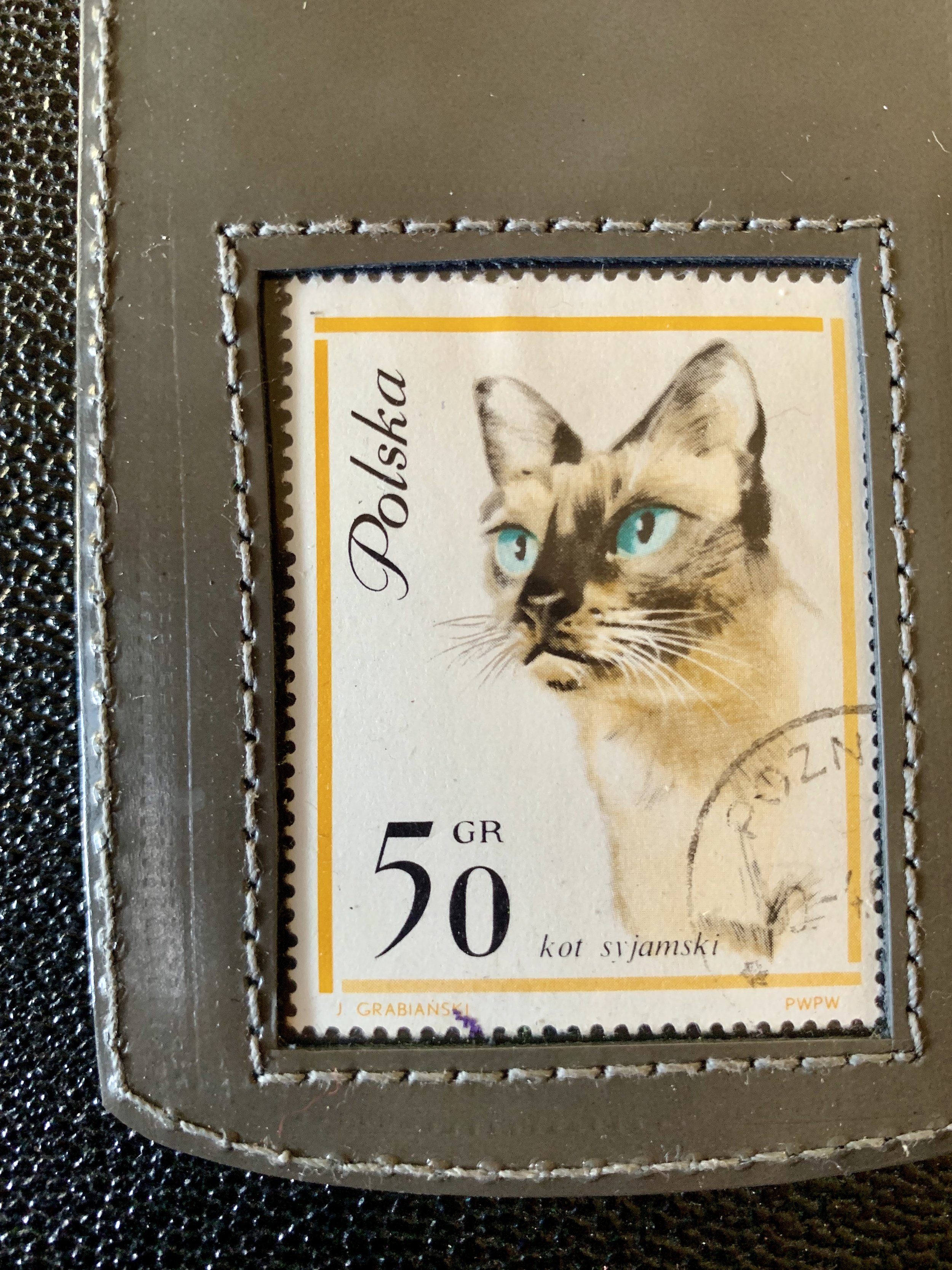 Polish Siamese cat - Grey patent