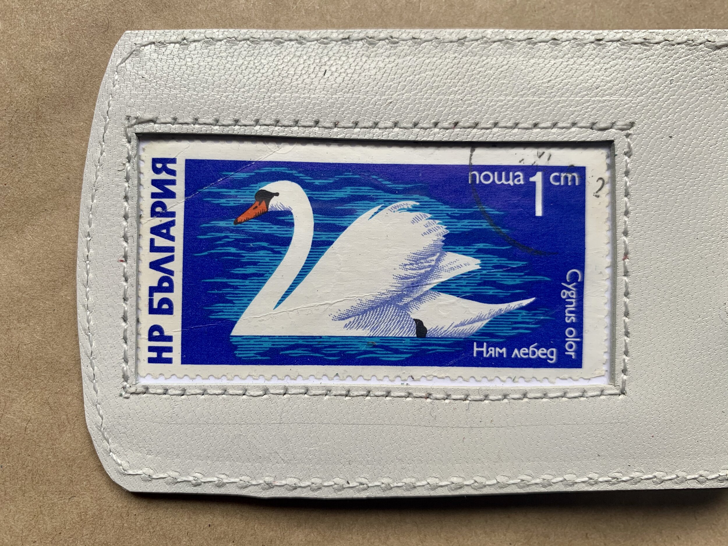 Bulgarian Swan - White
