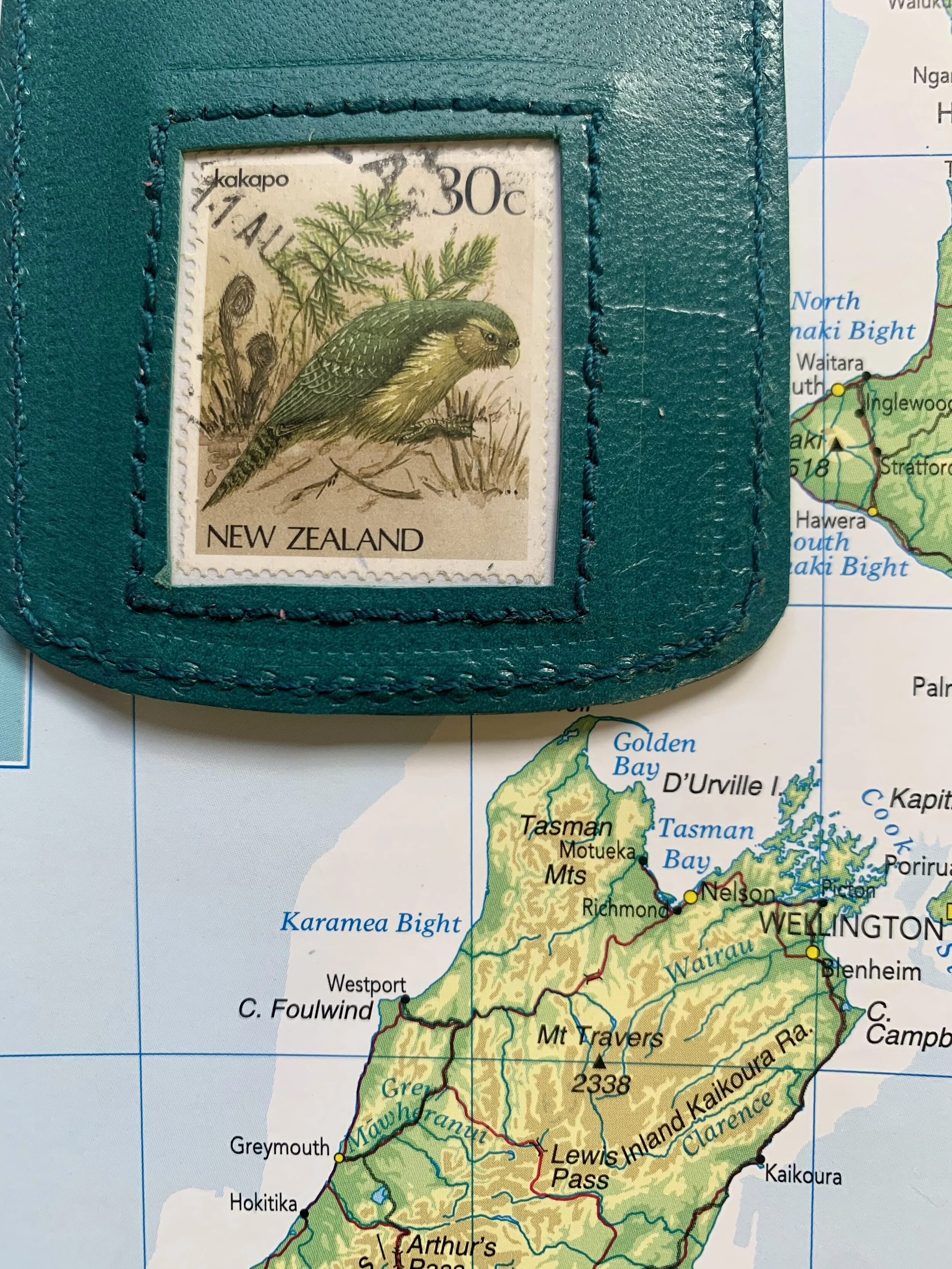 New Zealand kakapo - turquoise