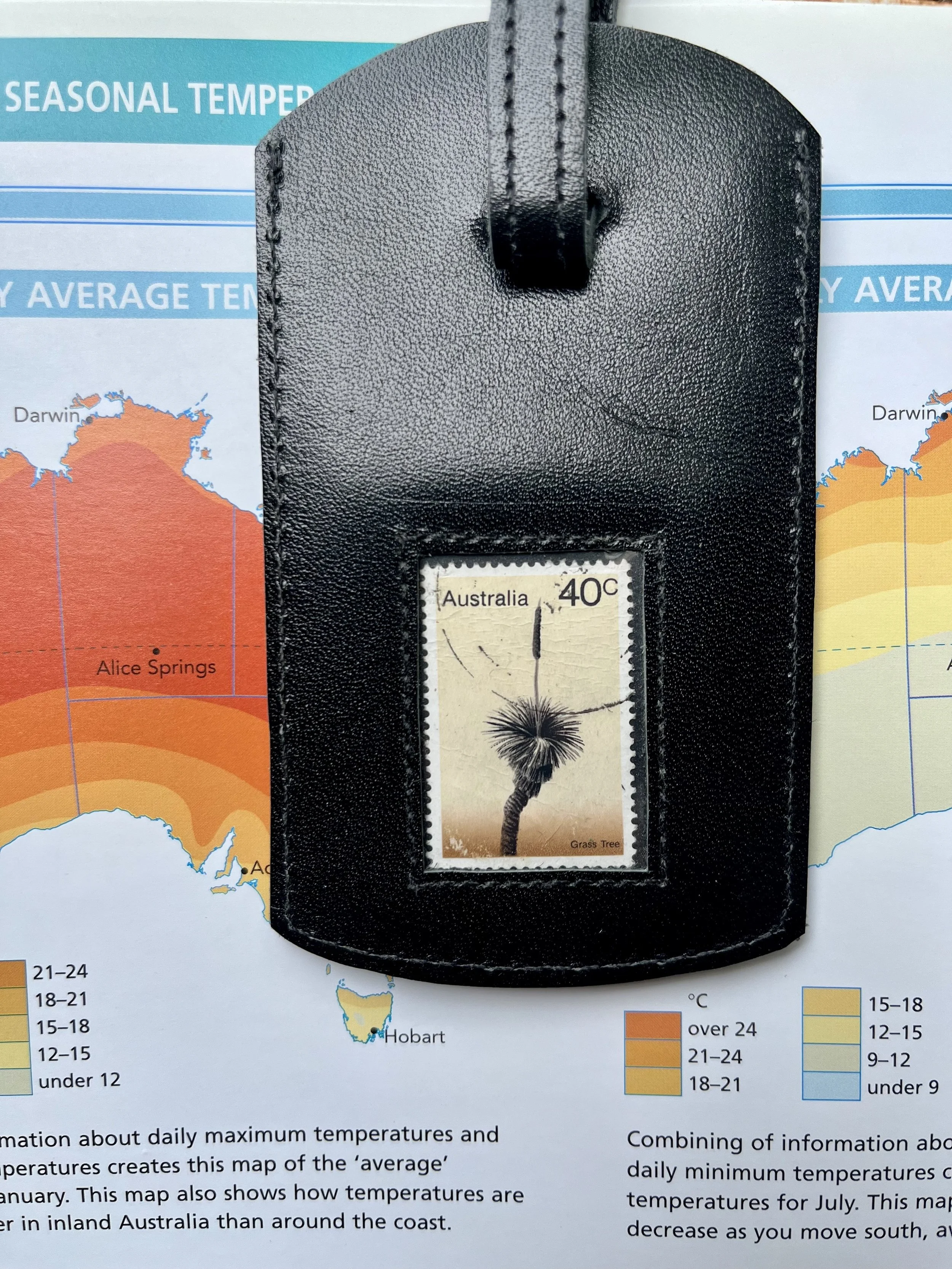 Australian grass tree - black