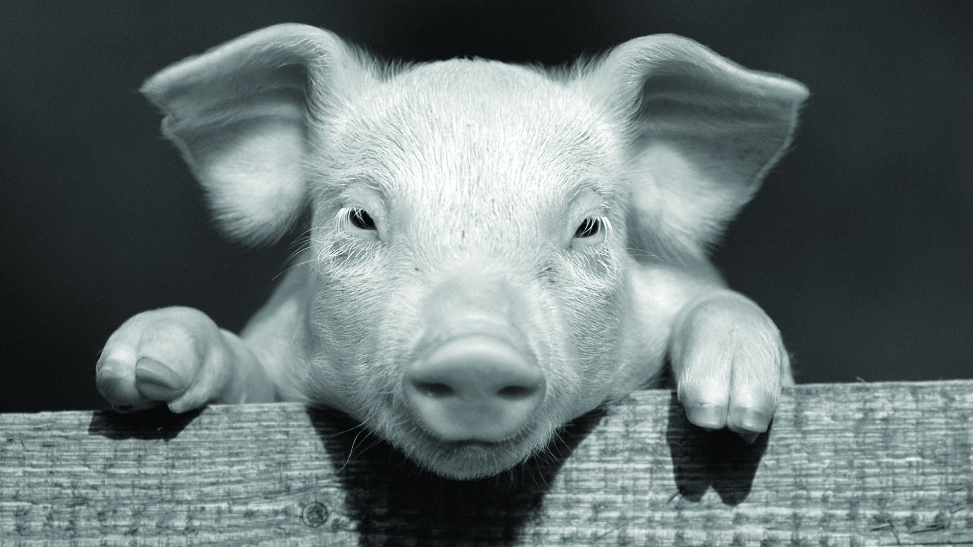 Pig penwomanship